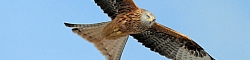 Red kite